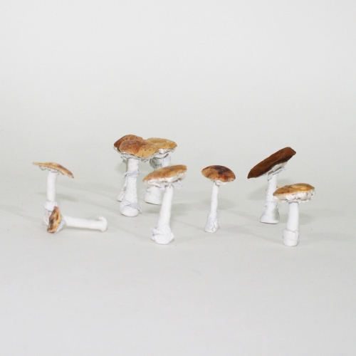 chiff champignons groupe 1 - copie.jpg