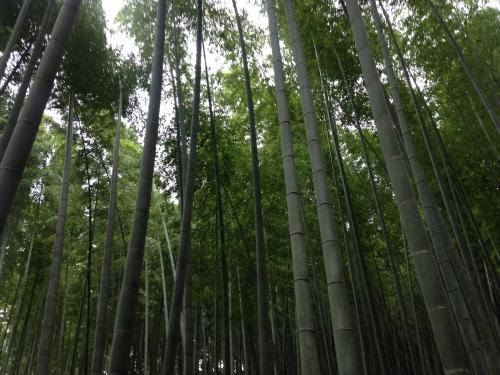  Kyoto bambous:3.jpg
