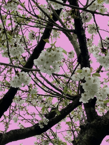 cerisier fleurs 2024-1 copie.jpg